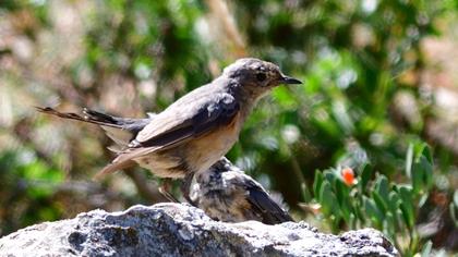 White-throated Robin