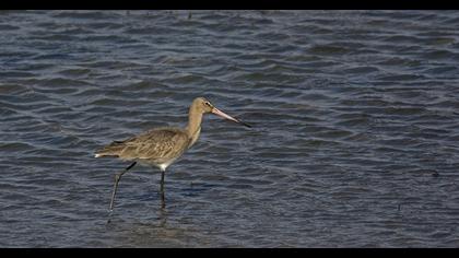 Black-tailed Godwit