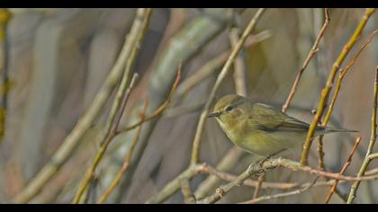 Common Chiffchaff