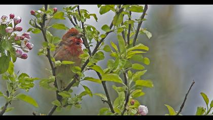 Common Rosefinch