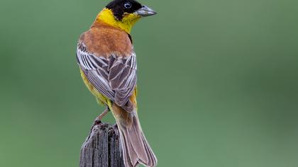 Black-headed Bunting