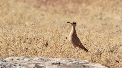 Cream-colored Courser