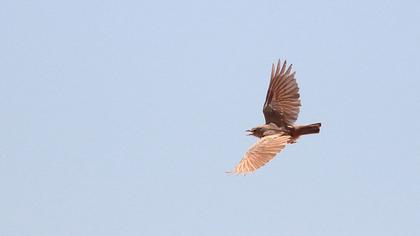 Desert Lark