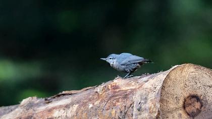 Krüper`s Nuthatch