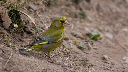 European Greenfinch