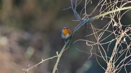 European Robin