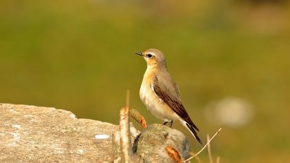 Northern Wheatear