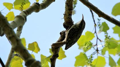 Short-toed Treecreeper