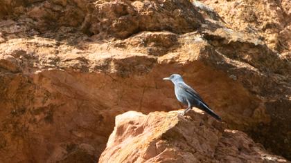 Blue Rock Thrush