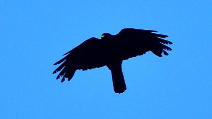 Alpine Chough