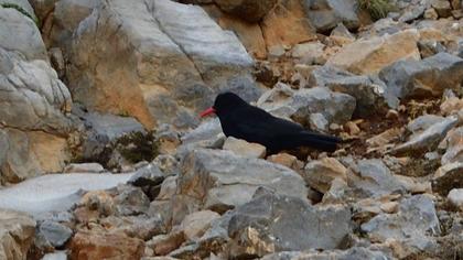 Red-billed Chough