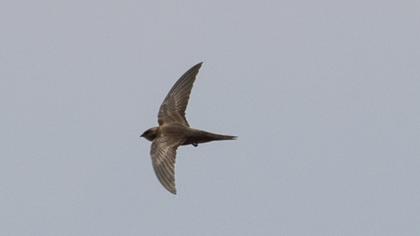 Common Swift