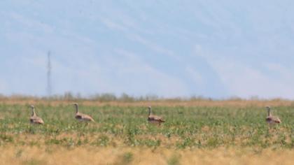 Great Bustard
