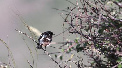 Siberian Stonechat