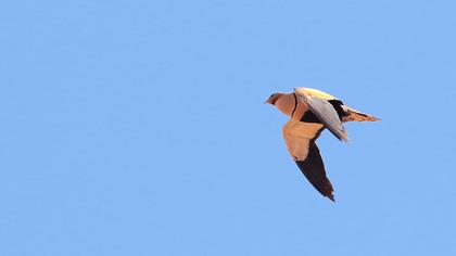 Black-bellied Sandgrouse