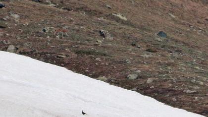 Caucasian Grouse