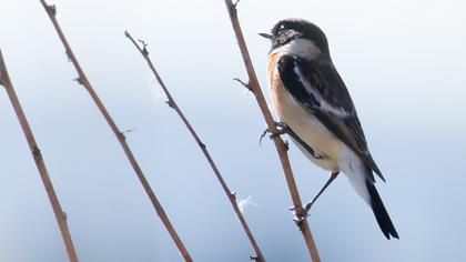 Siberian Stonechat