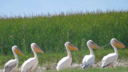 Great White Pelican