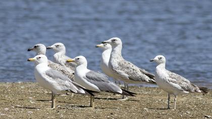 Van gölü martısı