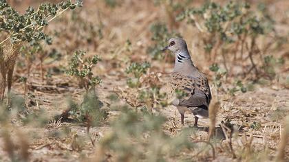 European Turtle Dove