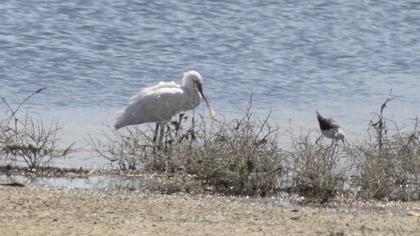 Eurasian Spoonbill