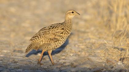 Black Francolin