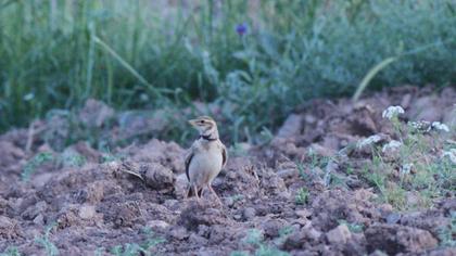 Bimaculated Lark