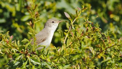 Upcher`s Warbler