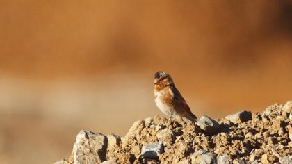 Eurasian Crimson-winged Finch