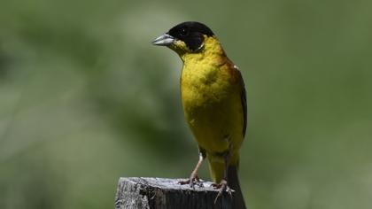 Black-headed Bunting