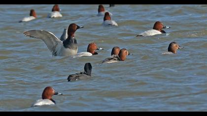 Common Pochard