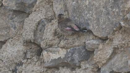 Eurasian Crimson-winged Finch