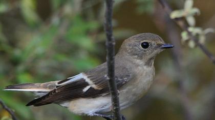 Semicollared Flycatcher