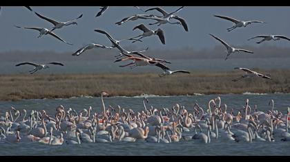Greater Flamingo