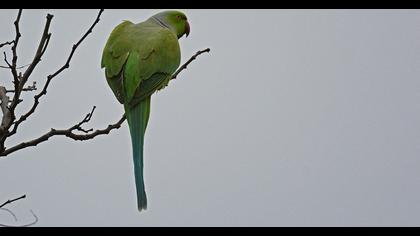 Rose-ringed Parakeet