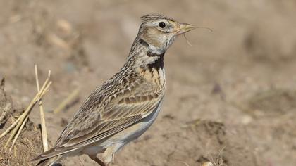Calandra Lark