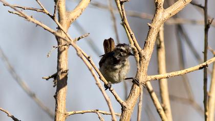 Moustached Warbler