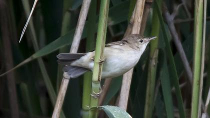 Eurasian Reed Warbler