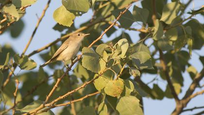 Eastern Olivaceous Warbler