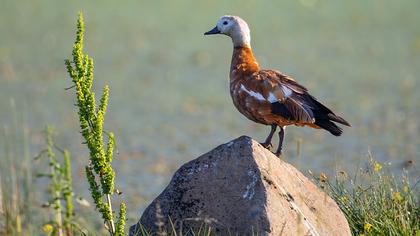 Ruddy Shelduck