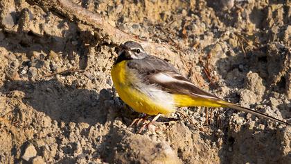 Dağ kuyruksallayanı