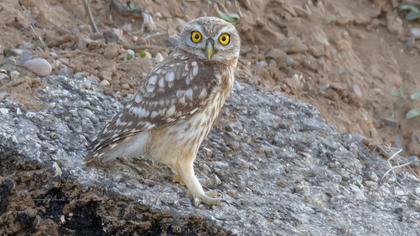 Little Owl