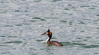 Great Crested Grebe