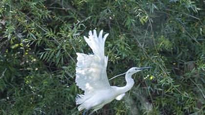 Little Egret
