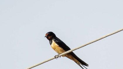 Barn Swallow
