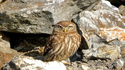 Little Owl