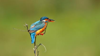 Common Kingfisher