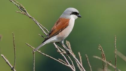 Red-backed Shrike