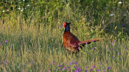 Common Pheasant