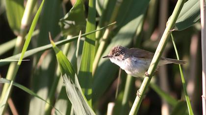 Paddyfield Warbler